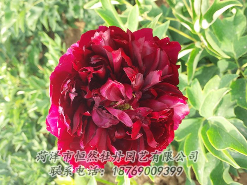 點(diǎn)擊查看詳細(xì)信息<br>標(biāo)題：紅色牡丹 閱讀次數(shù)：1029