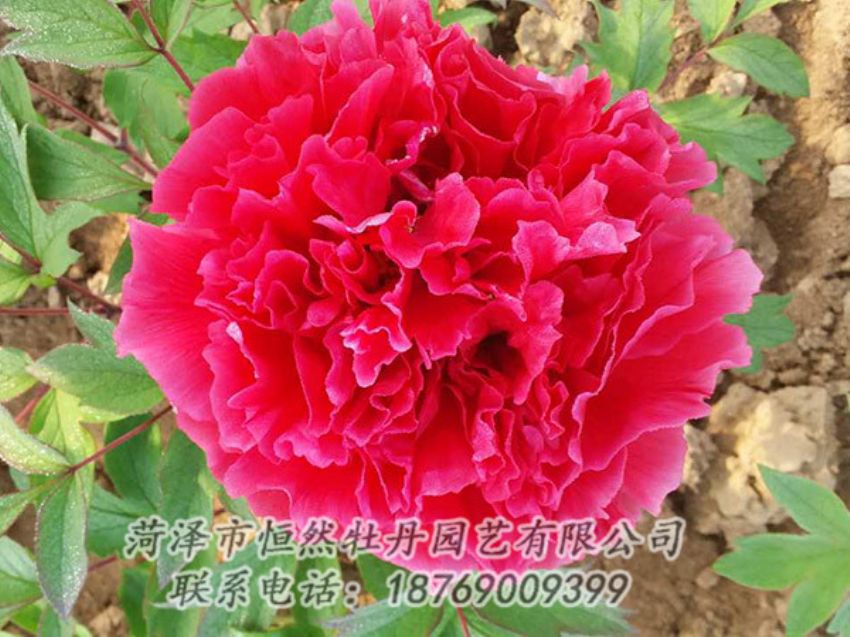 點(diǎn)擊查看詳細(xì)信息<br>標(biāo)題：紅色牡丹 閱讀次數(shù)：1146
