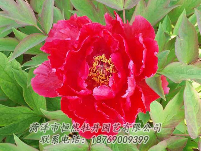 點(diǎn)擊查看詳細(xì)信息<br>標(biāo)題：紅色牡丹 閱讀次數(shù)：1186
