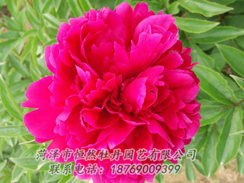 點擊查看詳細信息<br>標題：紅色芍藥 閱讀次數(shù)：1053