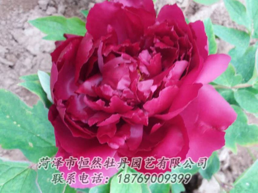 點(diǎn)擊查看詳細(xì)信息<br>標(biāo)題：紅色牡丹 閱讀次數(shù)：1395