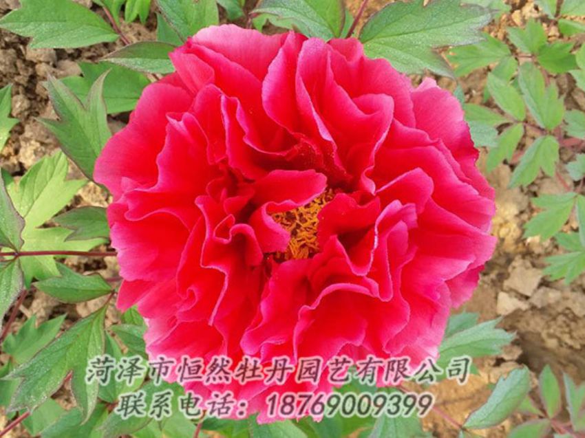 點(diǎn)擊查看詳細(xì)信息<br>標(biāo)題：紅色牡丹 閱讀次數(shù)：1228