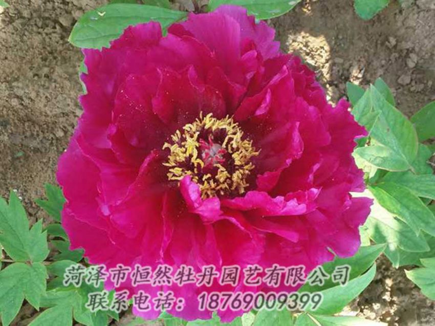 點(diǎn)擊查看詳細(xì)信息<br>標(biāo)題：紅色牡丹 閱讀次數(shù)：1336