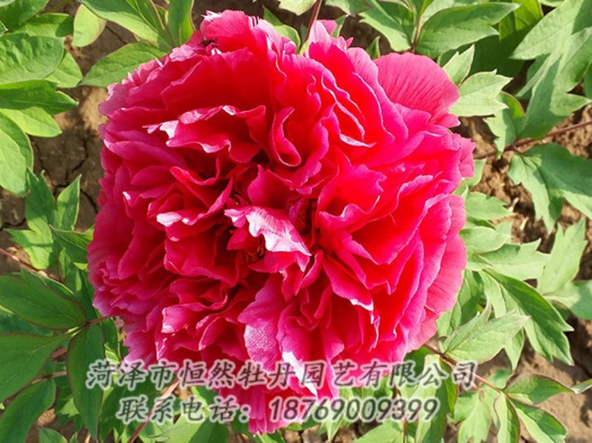 點(diǎn)擊查看詳細(xì)信息<br>標(biāo)題：紅色牡丹 閱讀次數(shù)：1356