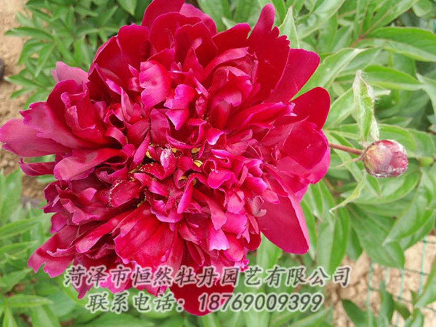 點擊查看詳細信息<br>標題：紅色芍藥 閱讀次數(shù)：1091