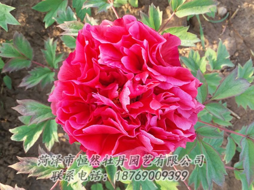 點(diǎn)擊查看詳細(xì)信息<br>標(biāo)題：紅色牡丹 閱讀次數(shù)：1340