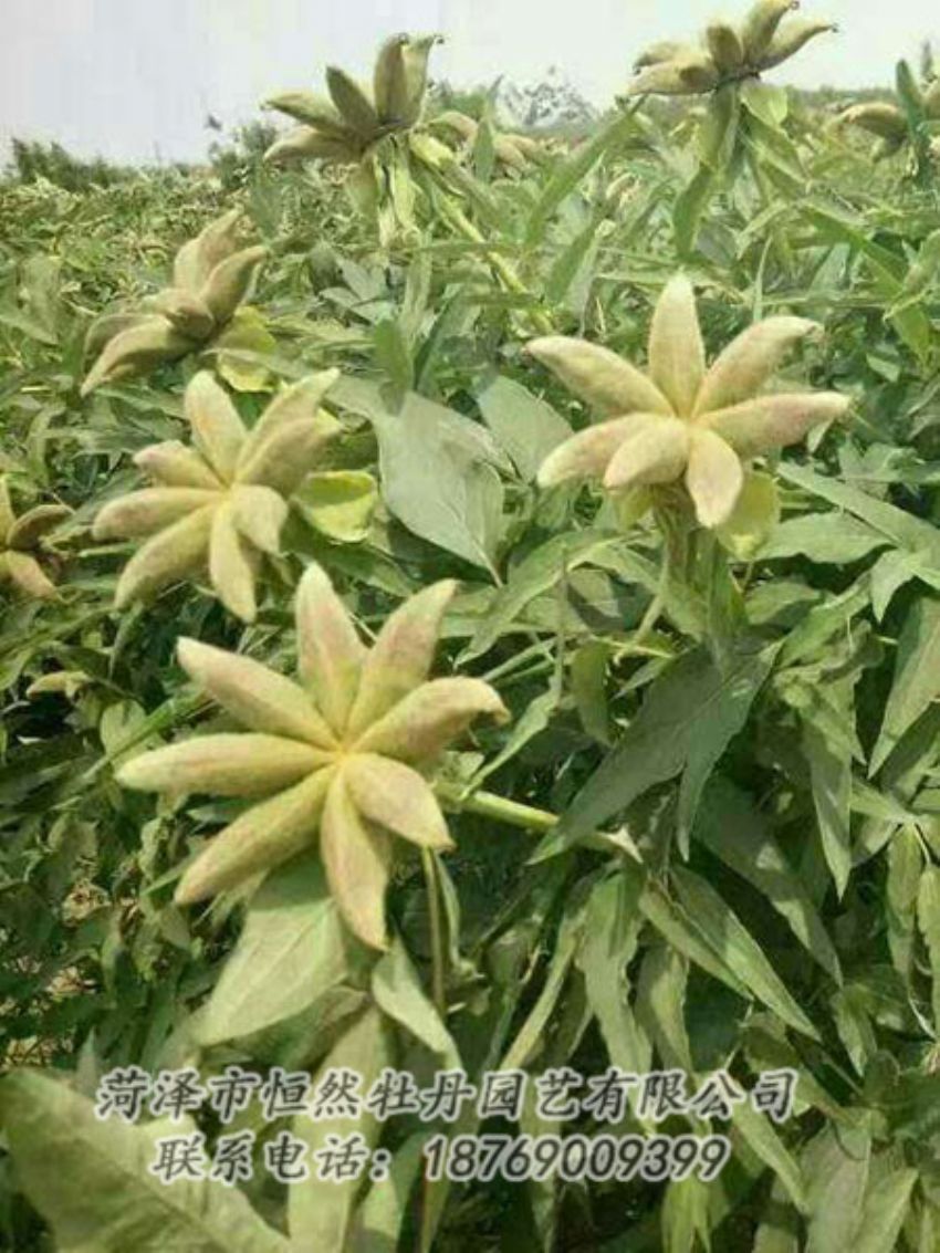 點擊查看詳細信息<br>標題：油用牡丹 閱讀次數(shù)：1303