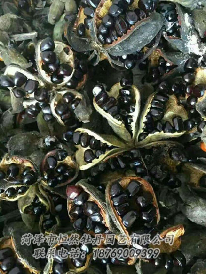 點擊查看詳細信息<br>標題：油用牡丹 閱讀次數(shù)：1348