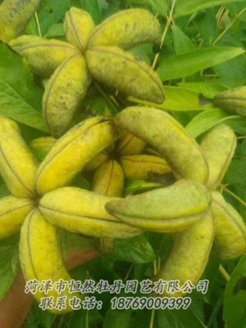 點擊查看詳細信息<br>標題：油用牡丹 閱讀次數(shù)：1339