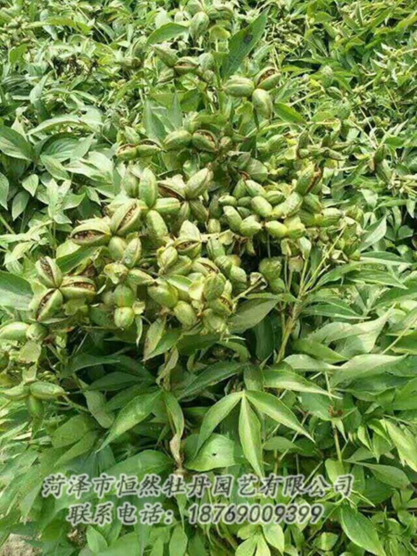點擊查看詳細信息<br>標題：油用牡丹 閱讀次數(shù)：1292