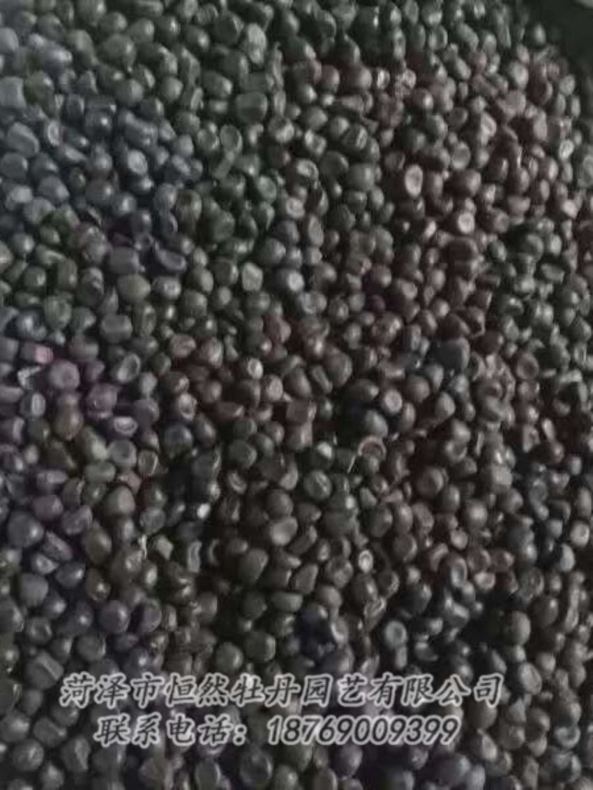 點(diǎn)擊查看詳細(xì)信息<br>標(biāo)題：油用牡丹 閱讀次數(shù)：1261