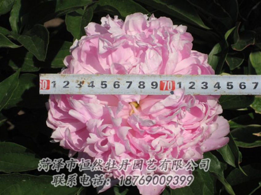 點擊查看詳細信息<br>標題：桃面爭春 閱讀次數(shù)：1278