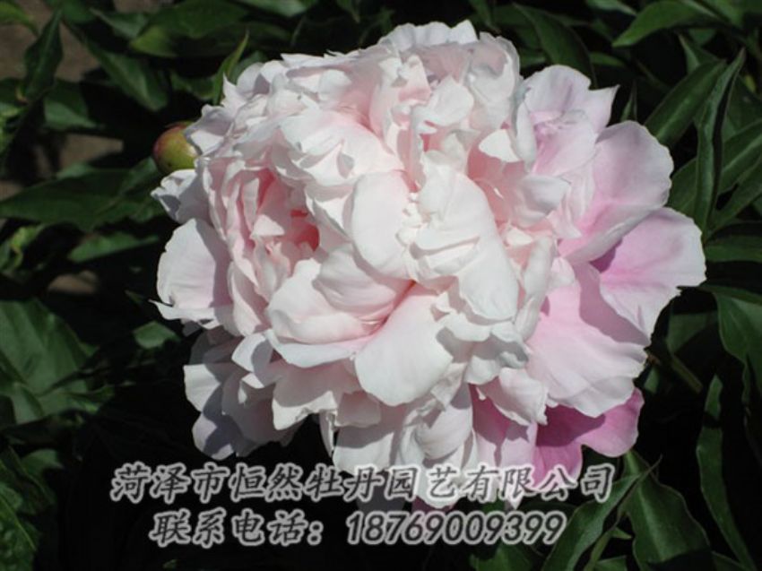 點(diǎn)擊查看詳細(xì)信息<br>標(biāo)題：粉玉樓 閱讀次數(shù)：1271