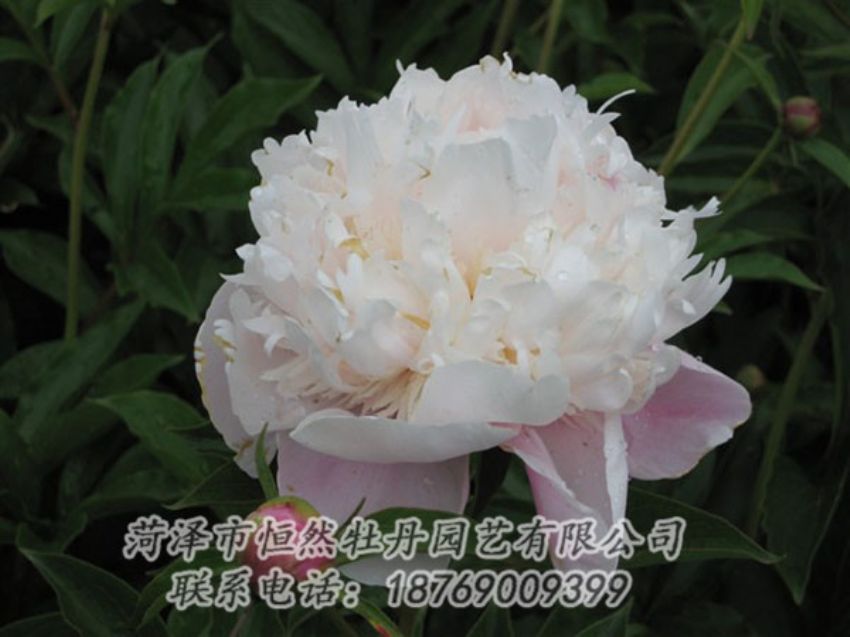 點(diǎn)擊查看詳細(xì)信息<br>標(biāo)題：粉池滴翠 閱讀次數(shù)：1312