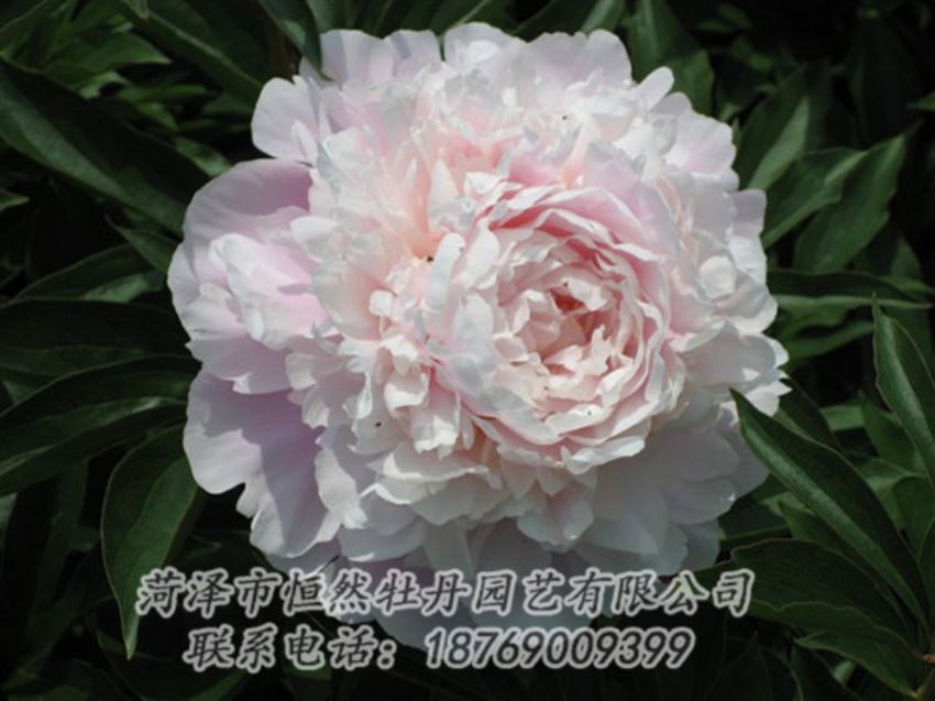 點(diǎn)擊查看詳細(xì)信息<br>標(biāo)題：遲粉 閱讀次數(shù)：1293