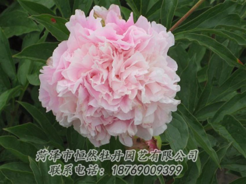 點(diǎn)擊查看詳細(xì)信息<br>標(biāo)題：粉面桃花 閱讀次數(shù)：1373