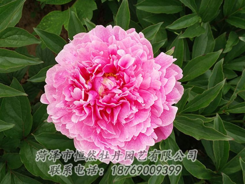 點(diǎn)擊查看詳細(xì)信息<br>標(biāo)題：粉色芍藥 閱讀次數(shù)：1246