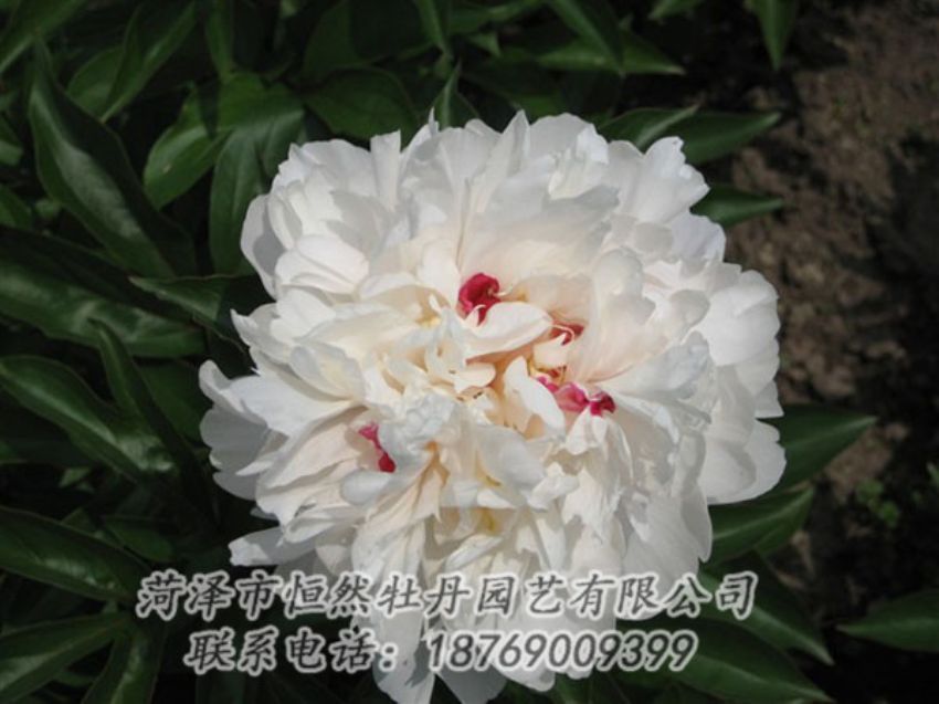 點擊查看詳細信息<br>標題：雪原紅星 閱讀次數(shù)：1508