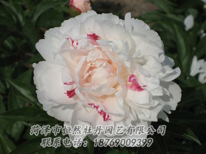 點擊查看詳細信息<br>標題：五花龍玉 閱讀次數(shù)：1271