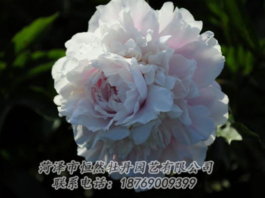 點(diǎn)擊查看詳細(xì)信息<br>標(biāo)題：粉色芍藥 閱讀次數(shù)：1222