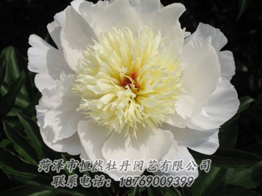 點擊查看詳細信息<br>標題：金簪刺玉 閱讀次數(shù)：1308