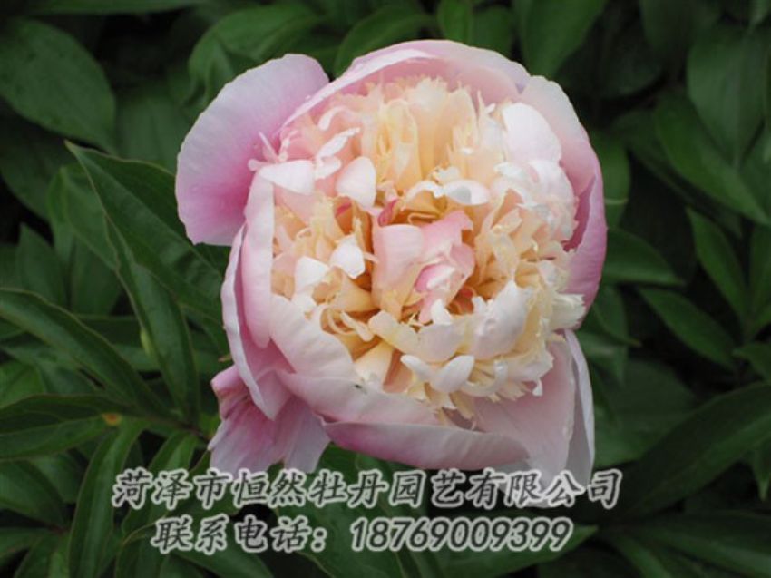 點擊查看詳細信息<br>標題：湖光山色 閱讀次數(shù)：1297
