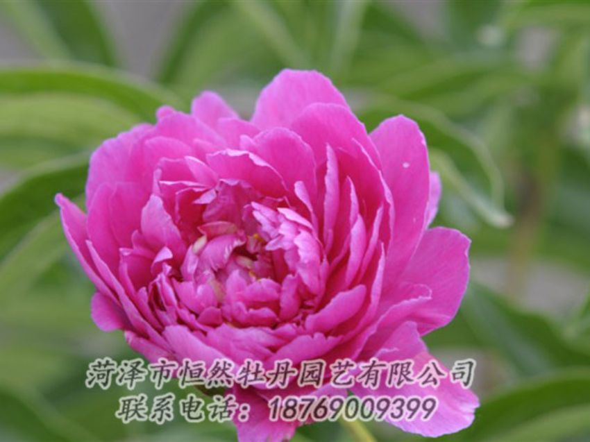 點(diǎn)擊查看詳細(xì)信息<br>標(biāo)題：紅茶花 閱讀次數(shù)：1064