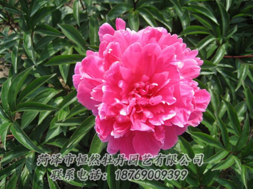 點擊查看詳細(xì)信息<br>標(biāo)題：富貴紅 閱讀次數(shù)：1032