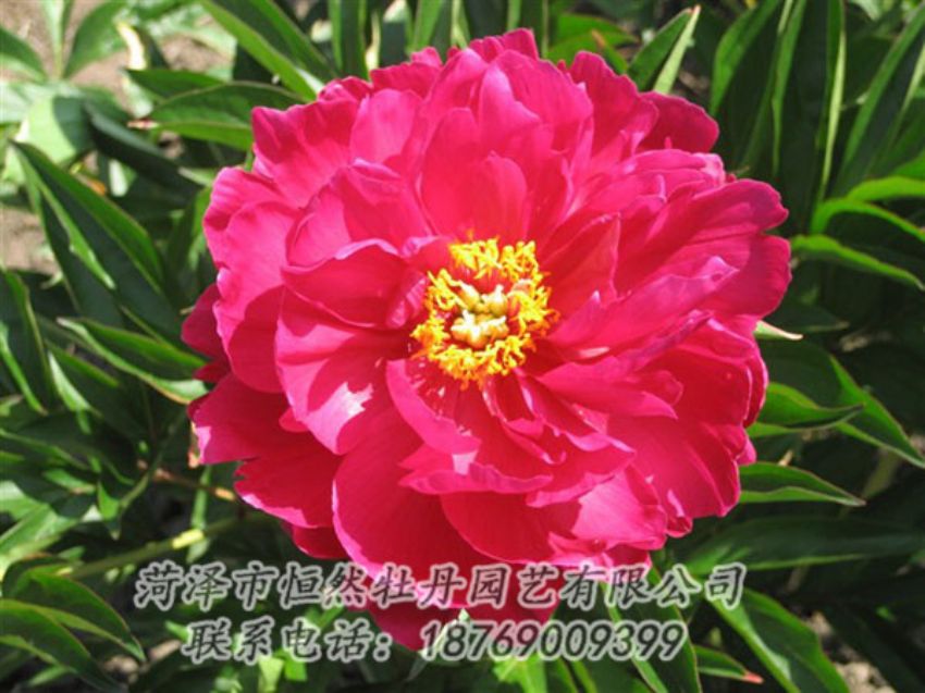 點擊查看詳細(xì)信息<br>標(biāo)題：大紅赤金 閱讀次數(shù)：1114