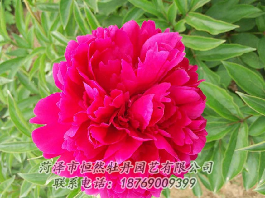 點擊查看詳細(xì)信息<br>標(biāo)題：紅色芍藥 閱讀次數(shù)：1059