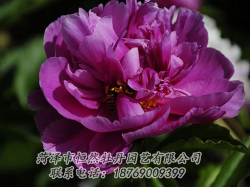 點(diǎn)擊查看詳細(xì)信息<br>標(biāo)題：紫凌 閱讀次數(shù)：1217