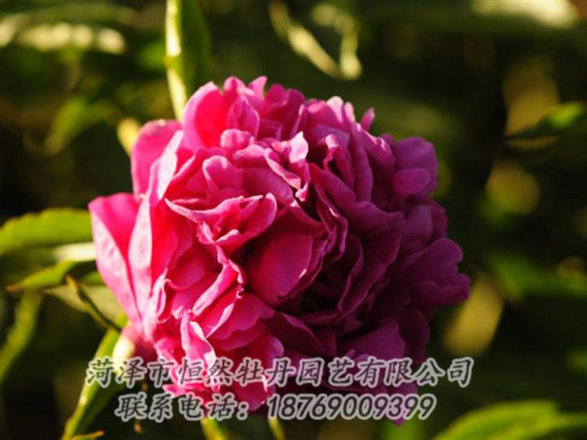 點(diǎn)擊查看詳細(xì)信息<br>標(biāo)題：紫鳳朝陽(yáng) 閱讀次數(shù)：1292