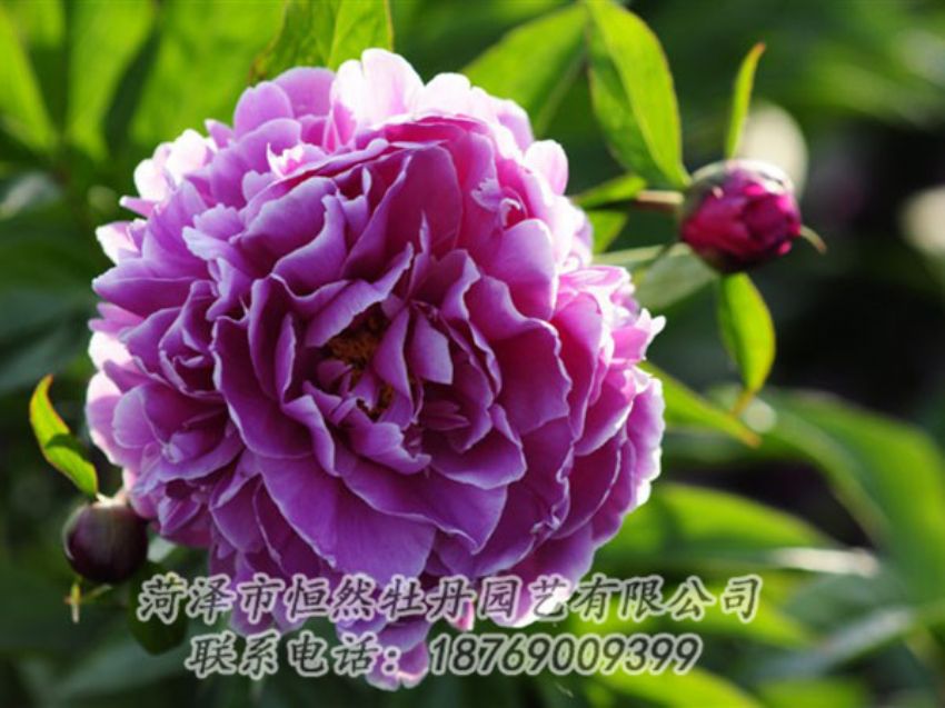 點(diǎn)擊查看詳細(xì)信息<br>標(biāo)題：紫色芍藥 閱讀次數(shù)：1318