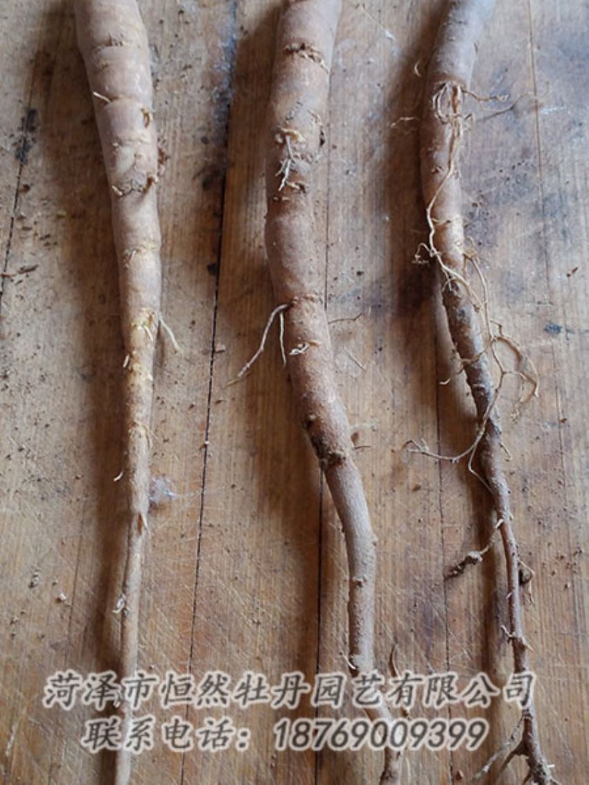點擊查看詳細信息<br>標題：一年芍藥苗 閱讀次數(shù)：1149