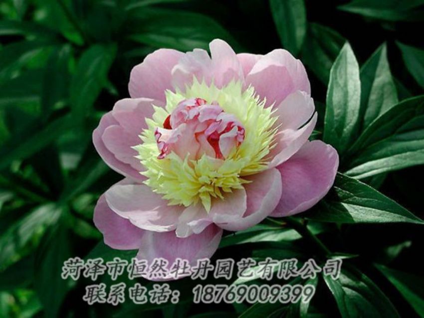 點擊查看詳細信息<br>標題：復色芍藥 閱讀次數(shù)：1241