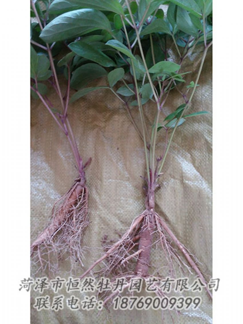 點擊查看詳細信息<br>標題：二年芍藥苗 閱讀次數(shù)：1139