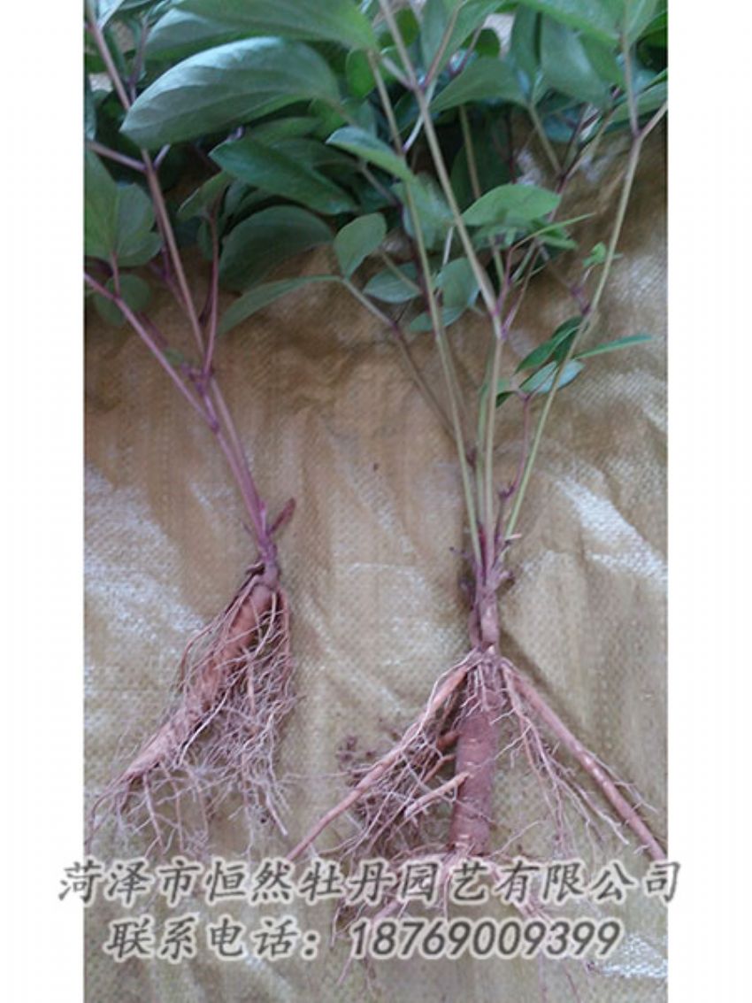 點擊查看詳細信息<br>標題：二年芍藥苗 閱讀次數(shù)：1261