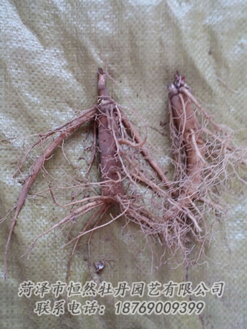 點擊查看詳細信息<br>標題：二年芍藥苗 閱讀次數(shù)：1198