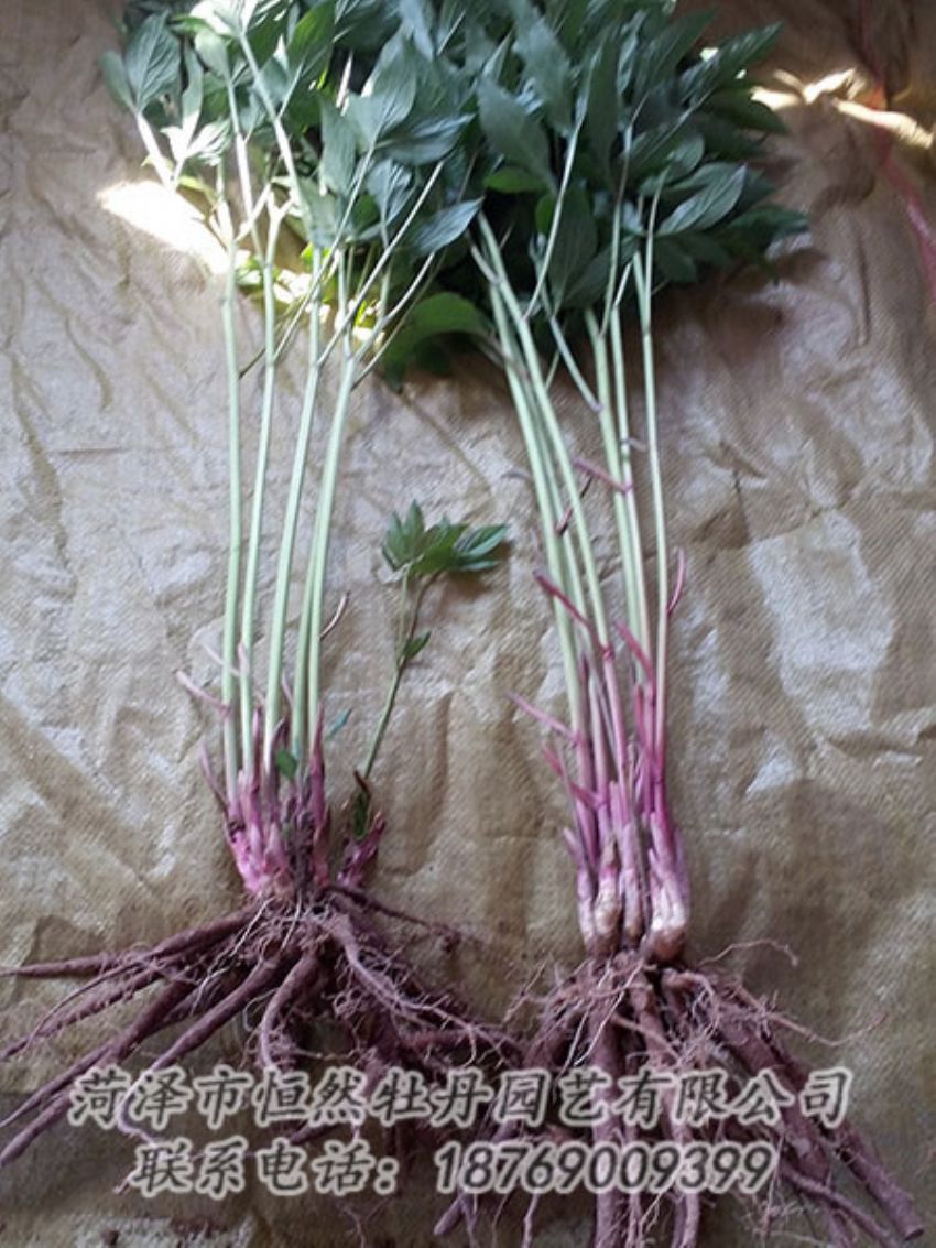 點擊查看詳細信息<br>標題：二年芍藥苗 閱讀次數(shù)：1268