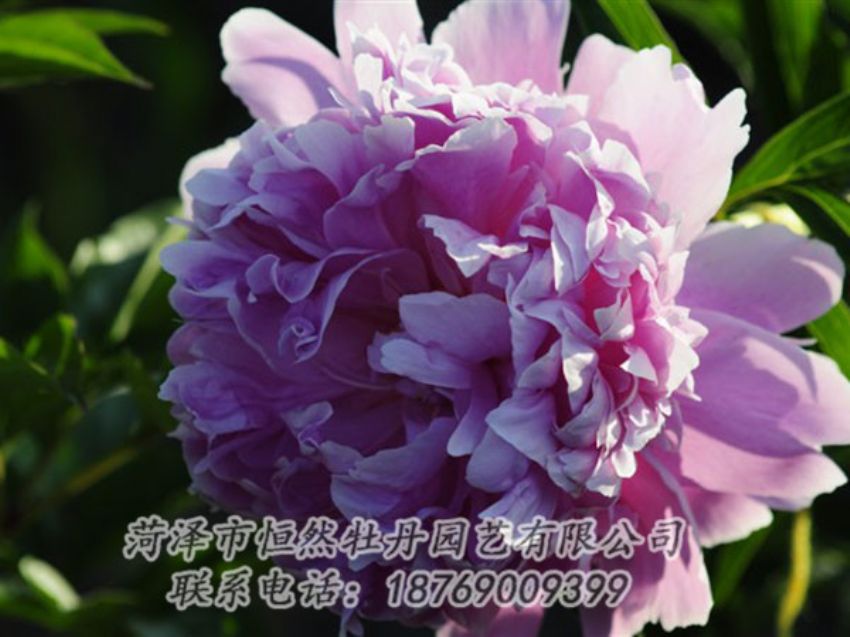 點(diǎn)擊查看詳細(xì)信息<br>標(biāo)題：藍(lán)菊 閱讀次數(shù)：1282