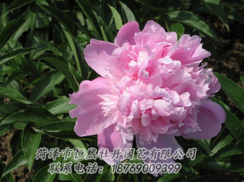 點(diǎn)擊查看詳細(xì)信息<br>標(biāo)題：富士山 閱讀次數(shù)：1211