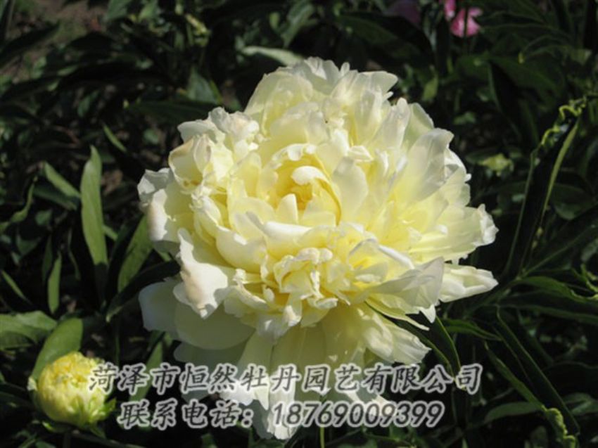 點擊查看詳細信息<br>標(biāo)題：黃金輪 閱讀次數(shù)：1256