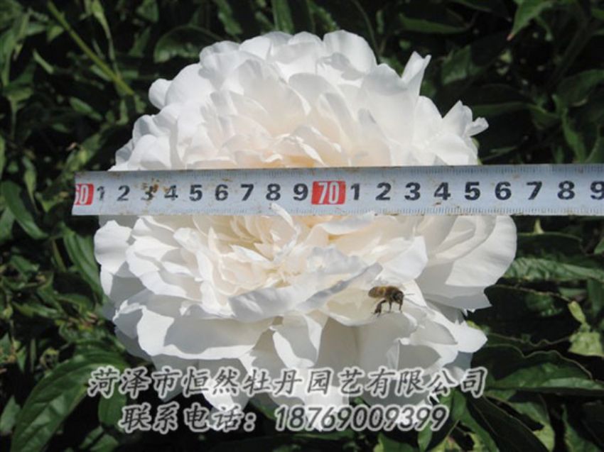 點(diǎn)擊查看詳細(xì)信息<br>標(biāo)題：楊妃出浴 閱讀次數(shù)：1307