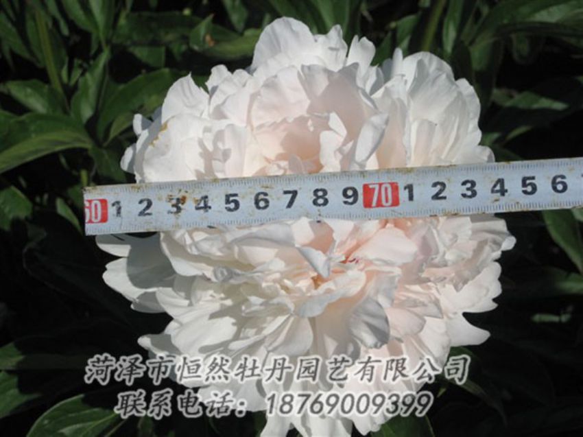 點(diǎn)擊查看詳細(xì)信息<br>標(biāo)題：雪峰 閱讀次數(shù)：1177