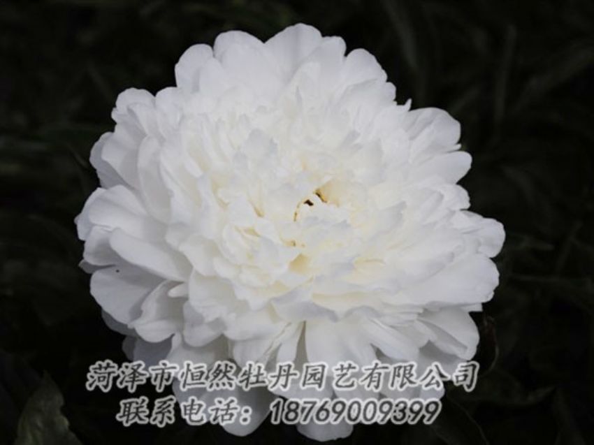 點(diǎn)擊查看詳細(xì)信息<br>標(biāo)題：沙金冠頂 閱讀次數(shù)：1252