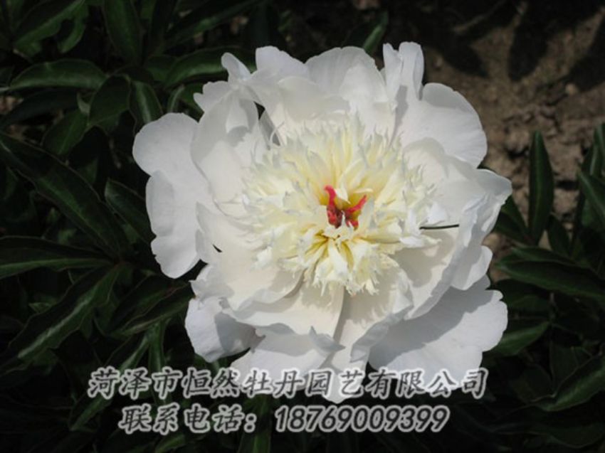 點(diǎn)擊查看詳細(xì)信息<br>標(biāo)題：凌花晨浴 閱讀次數(shù)：1287