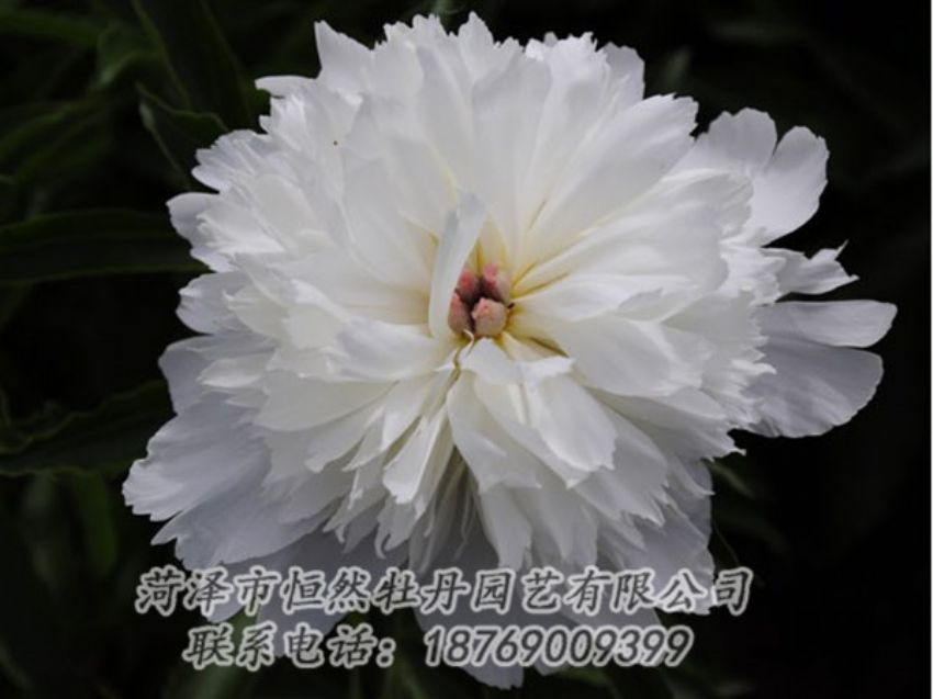 點(diǎn)擊查看詳細(xì)信息<br>標(biāo)題：玲瓏玉 閱讀次數(shù)：1235