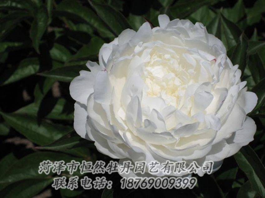 點(diǎn)擊查看詳細(xì)信息<br>標(biāo)題：白玉盤(pán) 閱讀次數(shù)：1243