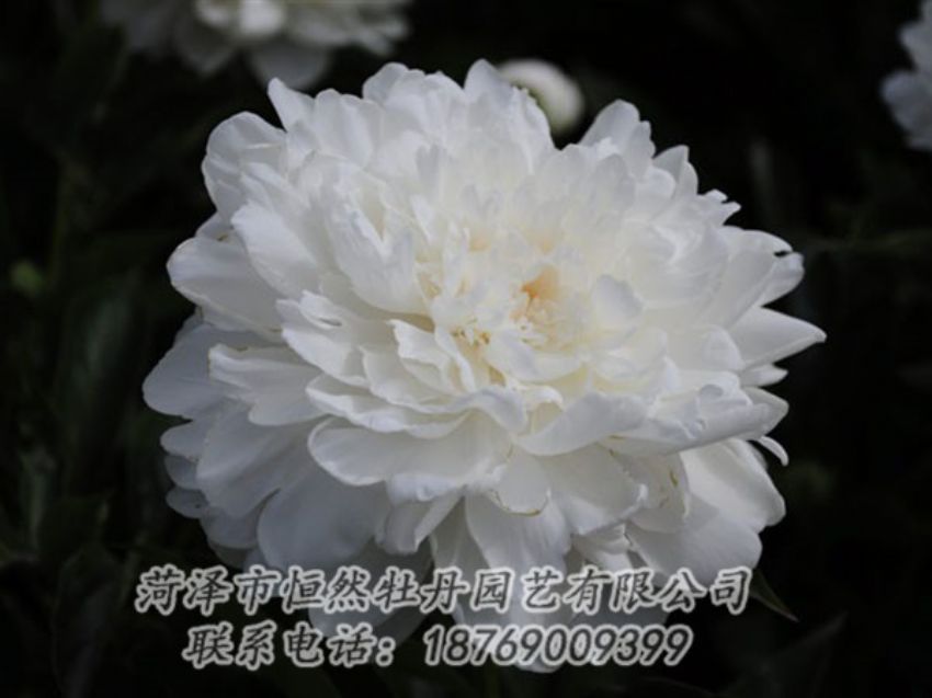 點(diǎn)擊查看詳細(xì)信息<br>標(biāo)題：白色 閱讀次數(shù)：1266