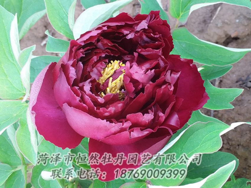 點擊查看詳細(xì)信息<br>標(biāo)題：黑色牡丹 閱讀次數(shù)：1233